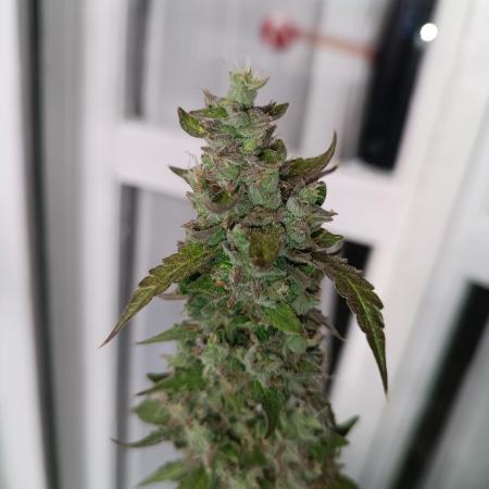 pinapple pulse auro
