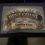 Gorilla Glue Best Coast Genetics