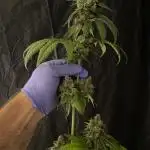 3,6,9=8