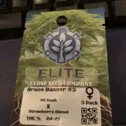 Bruce Banner #3 Elite Clone Seed Company