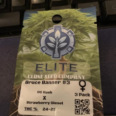 Bruce Banner #3 Elite Clone Seed Company