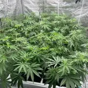 Master OG Elite Clone Seed Company
