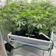 Gorilla Glue Best Coast Genetics