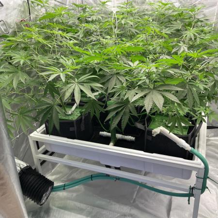 Gorilla Glue Best Coast Genetics