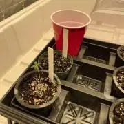 Master OG Elite Clone Seed Company