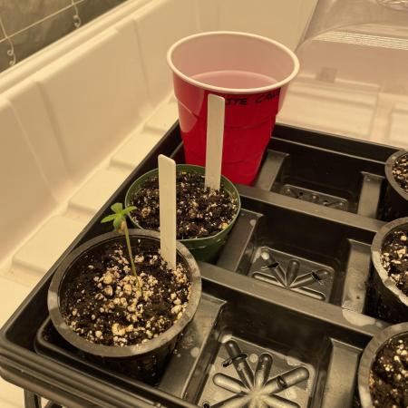 Master OG Elite Clone Seed Company