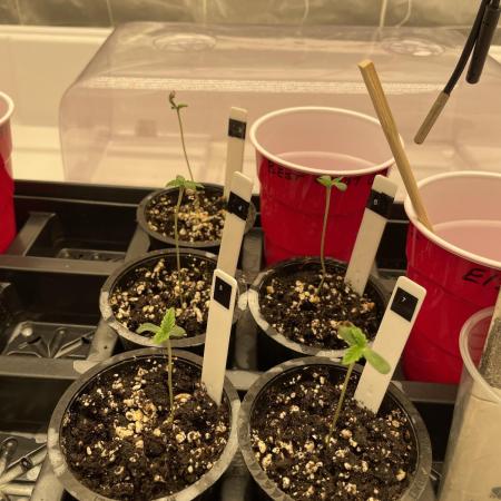 Gorilla Glue Best Coast Genetics