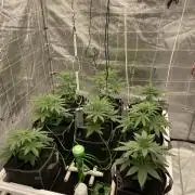 Master OG Elite Clone Seed Company
