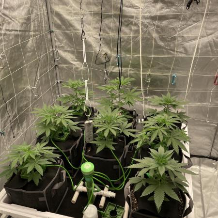 Master OG Elite Clone Seed Company
