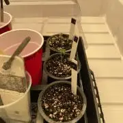 Bruce Banner #3 Elite Clone Seed Company