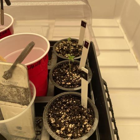 Bruce Banner #3 Elite Clone Seed Company