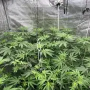 Bruce Banner #3 Elite Clone Seed Company