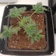 Friki Nana #112 Mutant Grow 🌱