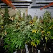 Troyana Fem – Grow Update 🌱