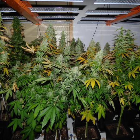 Troyana Fem – Grow Update 🌱