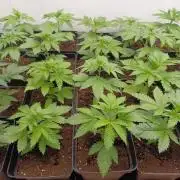 Troyana Fem – Grow Update 🌱