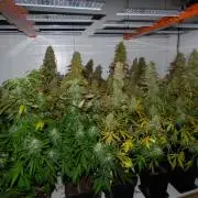 Zokas Sapphire Fem – Grow Update 🌱