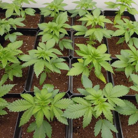 Troyana Fem – Grow Update 🌱