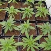 Zokas Sapphire Fem – Grow Update 🌱