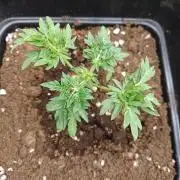 Friki Nana #112 Mutant Grow 🌱