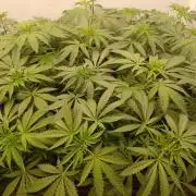 Zokas Sapphire Fem – Grow Update 🌱