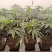 Zokas Sapphire Fem – Grow Update 🌱