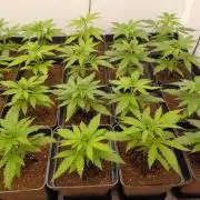 Zokas Sapphire Fem – Grow Update 🌱