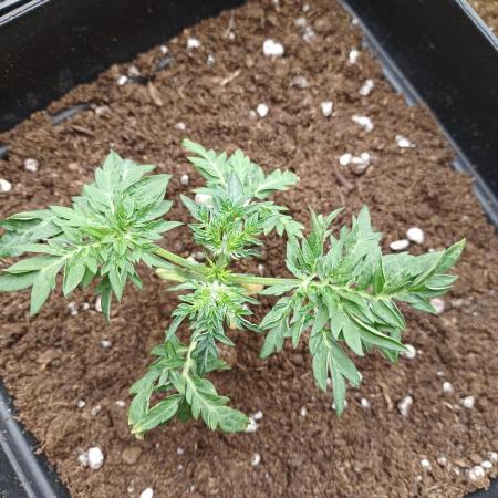 Friki Nana #112 Mutant Grow 🌱