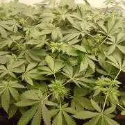 Troyana Fem – Grow Update 🌱