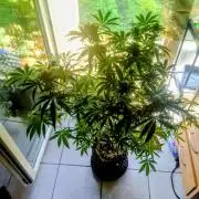 Lemonheads 4 x Dante's Wrath