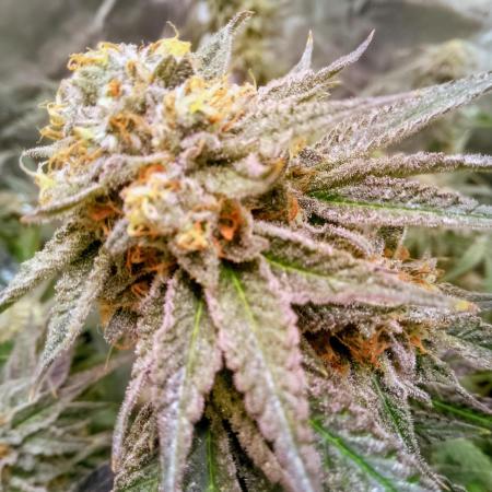 Lemonheads 4 x Dante's Wrath