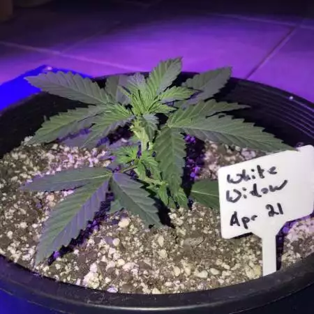First Grow - All Auto 