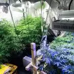 Girl Scout Cookies Auto & Blackberry
