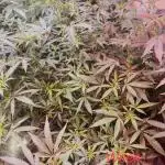 Kelly Manelly and Cherry Bang bang