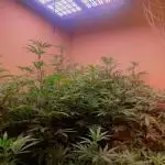 Kelly Manelly and Cherry Bang bang