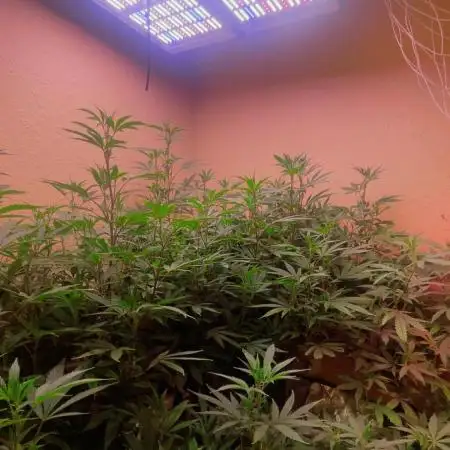 Kelly Manelly and Cherry Bang bang