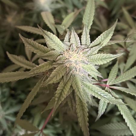 Kelly Manelly and Cherry Bang bang