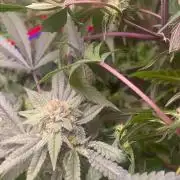 Kelly Manelly and Cherry Bang bang