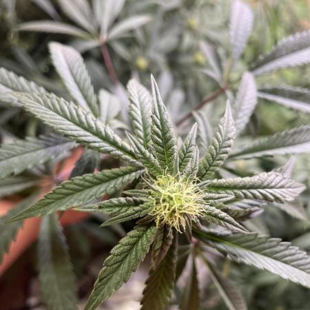 Kelly Manelly and Cherry Bang bang