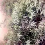 Kelly Manelly and Cherry Bang bang