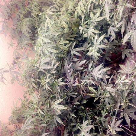 Kelly Manelly and Cherry Bang bang