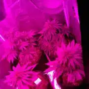 California kush/purple bud