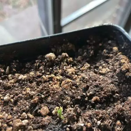 First Grow - Trainwreck mainline attempt