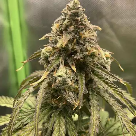 Orion F1 1st grow