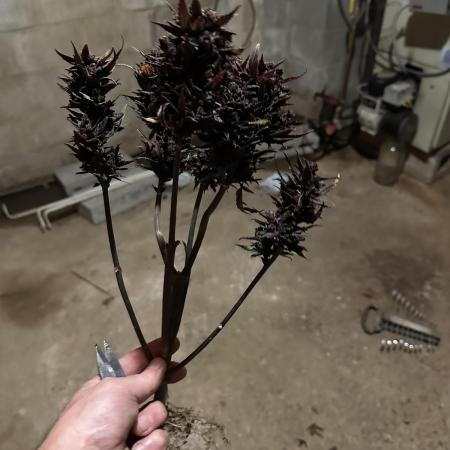 Space bucket Devil Cream Auto