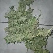 Auto Black Opium