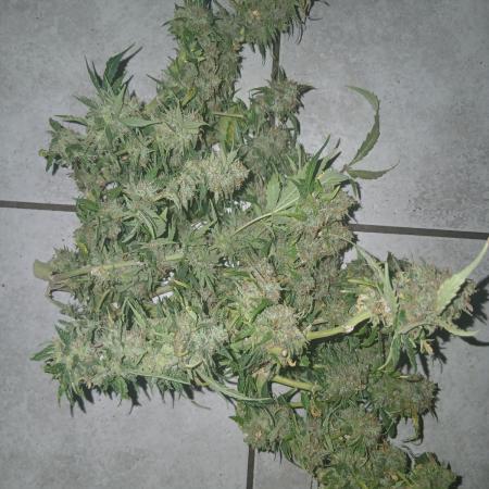 Auto Black Opium