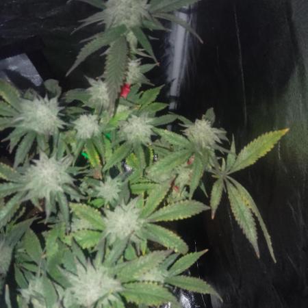 Dutch Passion Growing Competition 2025