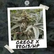88g13hp x oreoz