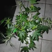 Space monkey x Goji og